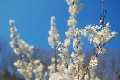 Abeliophyllum distichum