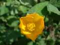 Großblättrige Schönmalve (Abutilon grandifolium)