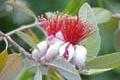 Ananas-Guave