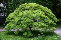 F&auml;cherahorn (Acer palmatum)