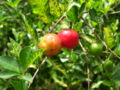 Acerola