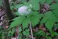 Actaea spicata