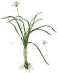 Knoblauch schnittlauch Knoblauch schnittlauch