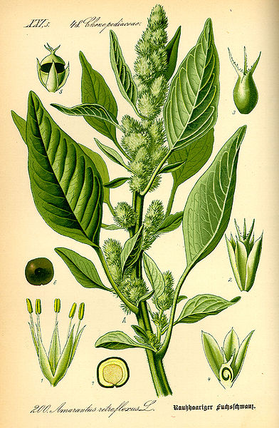 Zurückgebogener Amarant (Amaranthus retroflexus)