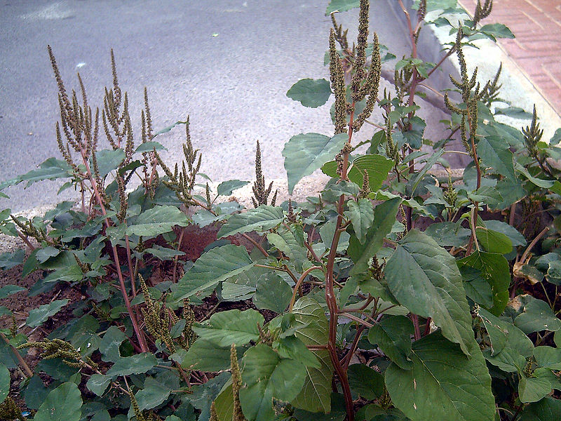 Grüner Amarant (Amaranthus viridis)