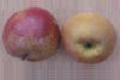 Apfel