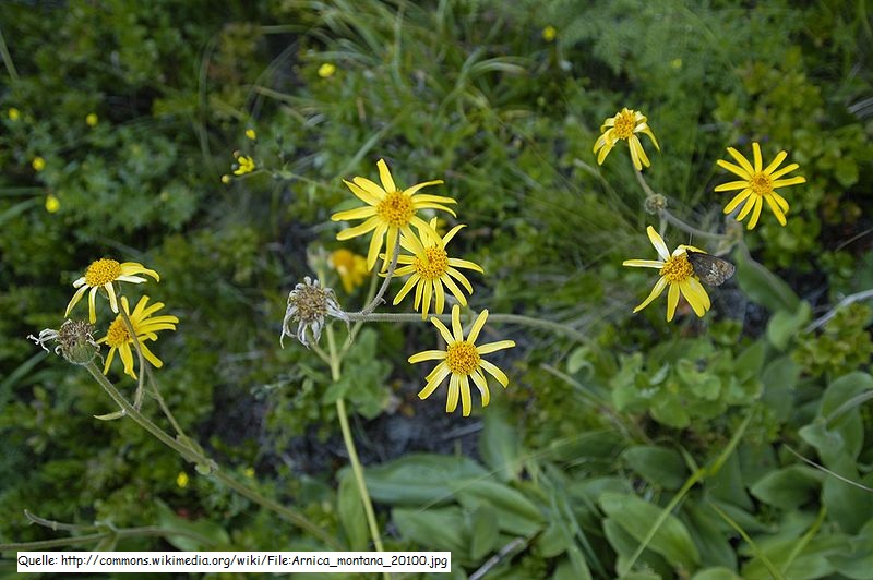 Arnika (Arnica montana)