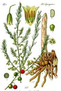 Gemüsespargel (Asparagus officinalis)
