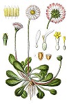 Gänseblümchen (Bellis perennis)