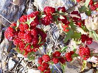 Echter Erdbeerspinat (Chenopodium foliosum)