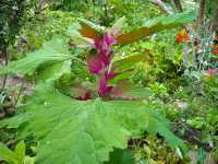 Baumspinat (Chenopodium giganteum)