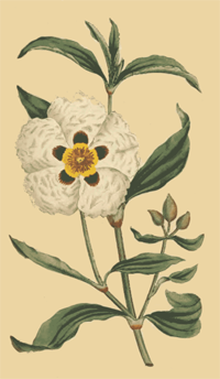 Cistus ladaifer