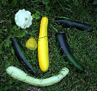 Zucchini verschiedene Sorten