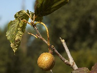 Taschentuchbaum (Davidia involucrata) Frucht