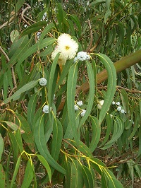 Blauer Eukalyptus Blüte