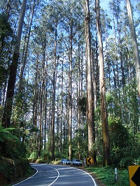 Riesen-Eukalyptus (Eucalyptus regnans)