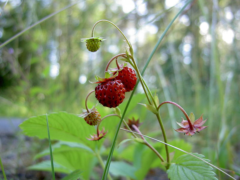 Wald-Erdbeere Fr&uuml;chte