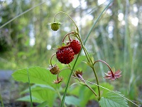 Wald-Erdbeere (Fragaria vesca)