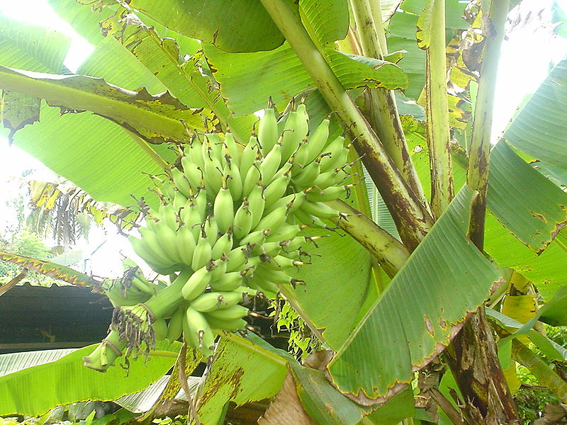 Blätter und Fruüchte der Banane von dekoelie, CC-BY-SA-3.0