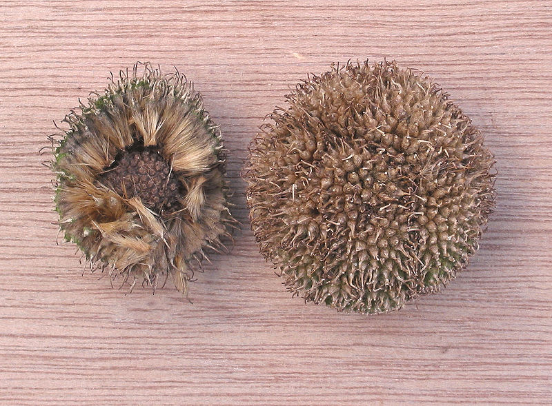 Amerikanische Platane (Platanus occidentalis)