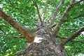 Plantanus occidentalis