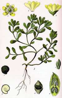 Portulak (Portulaca oleracea)