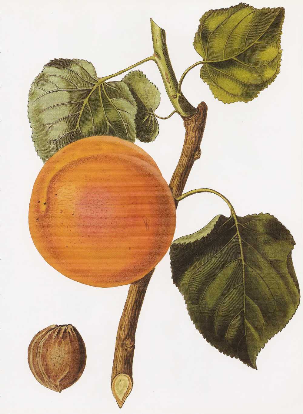 Aprikose (Prunus armeniaca)