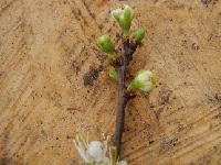 Schlehdorn, Knospe