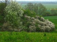 Schlehdorn