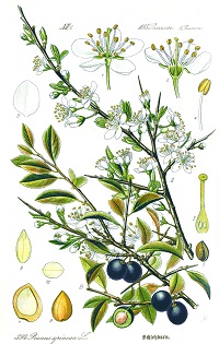 Schlehdorn (Prunus spinosa)