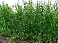 Krauser Ampfer (Rumex crispus) Habitus