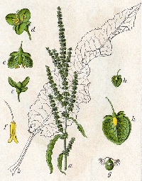 Krauser Ampfer (Rumex crispus)