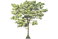 Abachi-Baum