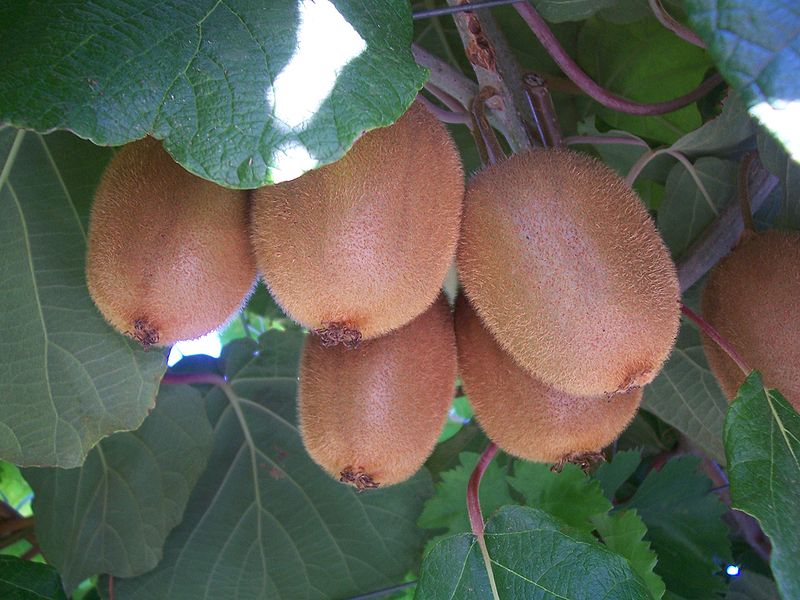 Kiwifrüchte (Actinidia deliciosa)