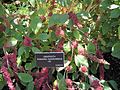 Trauer-Amarant (Amaranthus hypochondriacus)