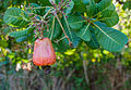Cashewbaum (Anarcadium occidentale)