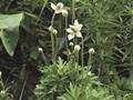 Thimbleweed (Anemone cylindrica)