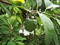 Zimtapfel (Annona squamosa)