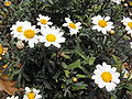 Strauchmargerite (Argyranthemum frutescens)