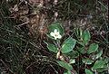 Bacopa rotundifolia (en: Water-hyssop)