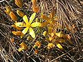 Goldenstar (Bloomeria crocea)