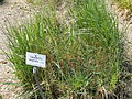 Sand Reed Grass (Calamovilfa longifolia)