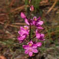 Many-flowered grass-pink (Calopogon multiflorus)