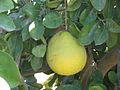 Pomelo (Citrus maxima)