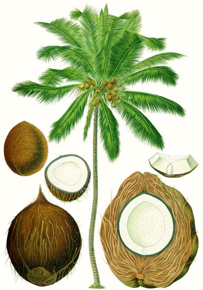 Cocos nucifera L., Franz Eugen Köhler, Köhler's Medizinal-Pflanzen