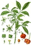 Illustration des Gemeinen Spindelstrauchs (Euonymus europaeus)
