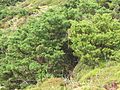 Kurzblättriger Wacholder (Juniperus brevifolia)