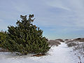 Virginischer Wacholder (Juniperus virginiana)