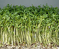 Gartenkresse (Lepidium sativum)