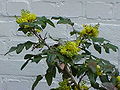 Gewöhnliche Mahonie (Mahonia aquifolium)